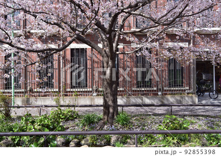 世田谷・北沢川緑道の桜 92855398