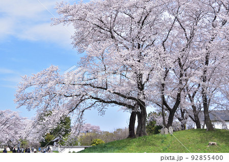 さきたま古墳群・愛宕山古墳の桜 92855400
