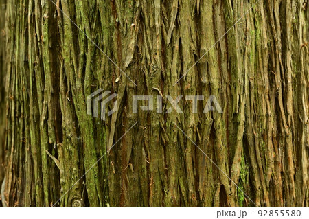 スギの表皮 92855580