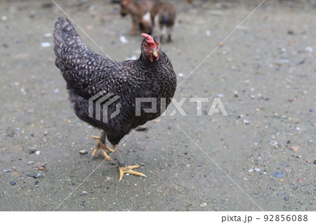 The black hen is stay and releax on floor in garden The black hen is stay and releax on floor in garden 92856088