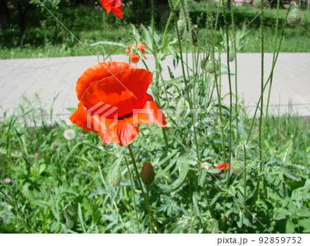 Red Poppy Flowers with a Bee and Wheat Fields on the Background. Common Poppy Papaver rhoeas Red Poppy Flowers with a Bee and Wheat Fields on the Background. Common Poppy Papaver rhoeas 92859752