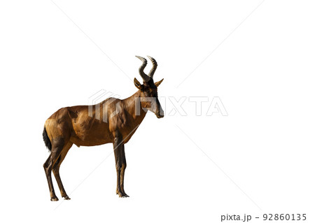 Hartebeest in Kgalagadi transfrontier park, South Africa 92860135