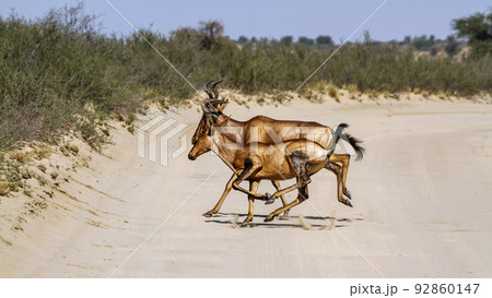 Hartebeest in Kgalagadi transfrontier park, South Africa 92860147