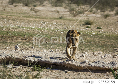 African lion in Kgalagadi transfrontier park, South Africa 92860159