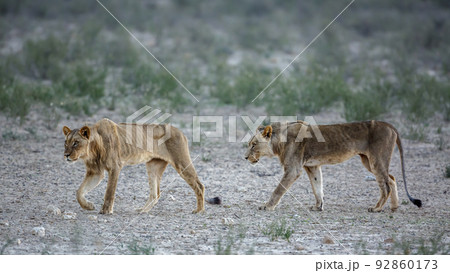 African lion in Kgalagadi transfrontier park, South Africa 92860173
