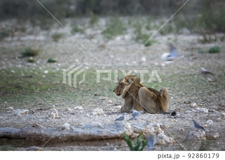 African lion in Kgalagadi transfrontier park, South Africa African lion in Kgalagadi transfrontier park, South Africa 92860179