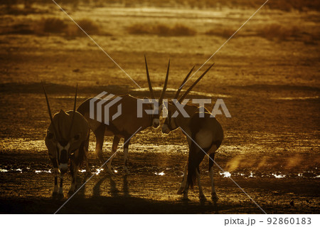 South African Oryx in Kgalagadi transfrontier park, South Africa 92860183
