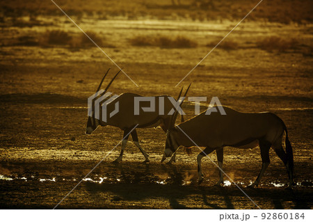South African Oryx in Kgalagadi transfrontier park, South Africa 92860184