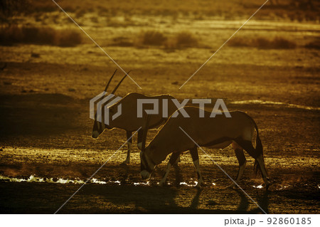 South African Oryx in Kgalagadi transfrontier park, South Africa 92860185