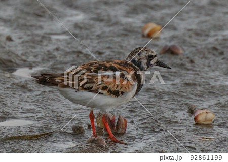 キョウジョシギ キョウジョシギ 92861199