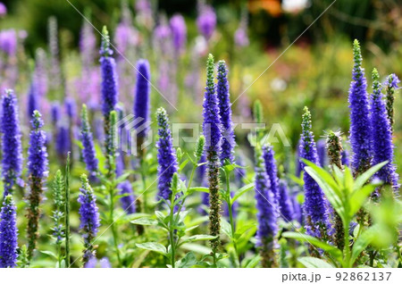 洗練された花姿 ベロニカ(ロンギフォリア種) 洗練された花姿 ベロニカ(ロンギフォリア種) 92862137