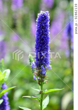 洗練された花姿 ベロニカ(ロンギフォリア種) 洗練された花姿 ベロニカ(ロンギフォリア種) 92862139