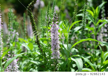 洗練された花姿 ベロニカ(ロンギフォリア種) 洗練された花姿 ベロニカ(ロンギフォリア種) 92862143