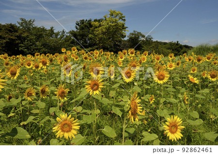 いちめんのヒマワリ　ヒマワリ　満開 92862461