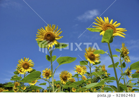 青空とヒマワリ ヒマワリ 青空とヒマワリ ヒマワリ 92862463