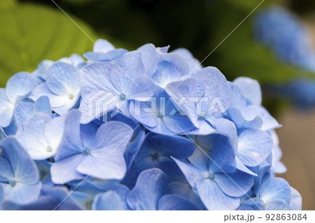 初夏のかざはやの里を彩る紫陽花群 初夏のかざはやの里を彩る紫陽花群 92863084