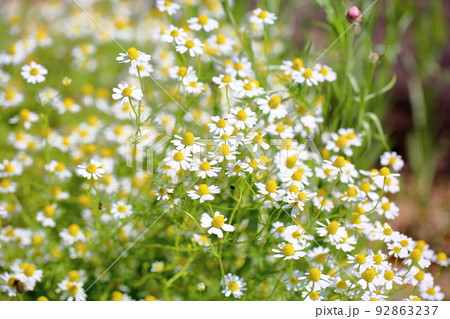 ジャーマンカモミールの花 ジャーマンカモミールの花 92863237