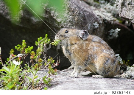 草を食べるエゾナキウサギ 92863448