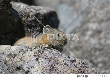 岩の上から覗くエゾナキウサギ 92863449