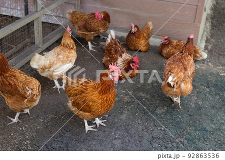 Hens in the chicken farm. Organic poultry house. Hens in the chicken farm. Organic poultry house. 92863536