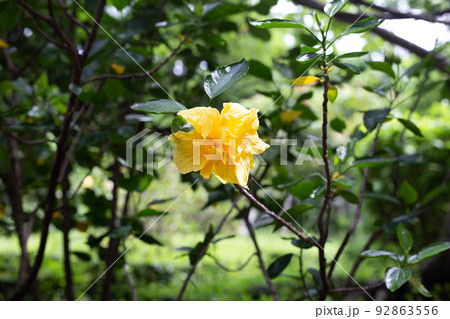 Blossom of hibiscus flower on tree 92863556