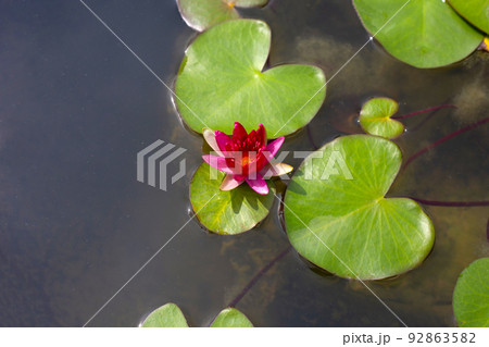 Beautiful blooming lotus flower with leaves, Red water lily Beautiful blooming lotus flower with leaves, Red water lily 92863582