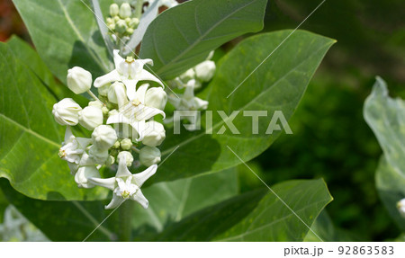 Crown flower or giant Indian milkweed or gigantic swallow wort tree Crown flower or giant Indian milkweed or gigantic swallow wort tree 92863583