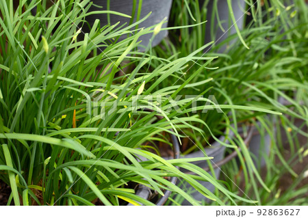 Fresh Chinese Chive leaves with flower 92863627