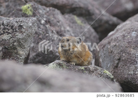 岩の上で瞑想するエゾナキウサギ 92863685