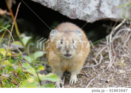岩穴から出てきたエゾナキウサギ 92863687