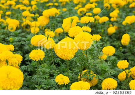 Yellow marigold flower in garden 92863869