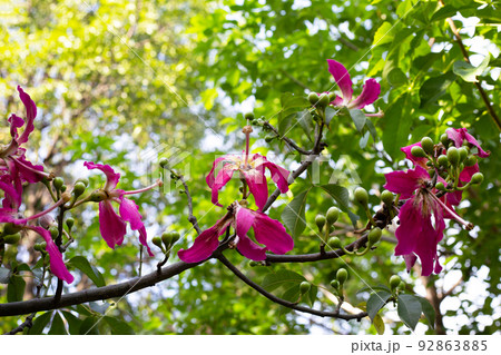Blossom pink flower of silk floss tree chorisia 92863885