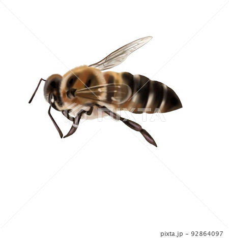 watercolor realistic bee. honey bees isolated 92864097