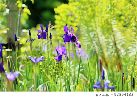 アヤメの花 ブルーパーパル アヤメの花 ブルーパーパル 92864132