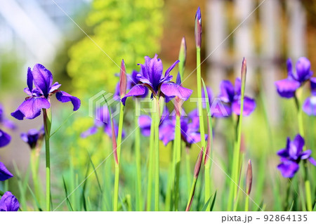 アヤメの花 ブルーパーパル アヤメの花 ブルーパーパル 92864135