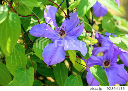 クレマチスの花 92864136