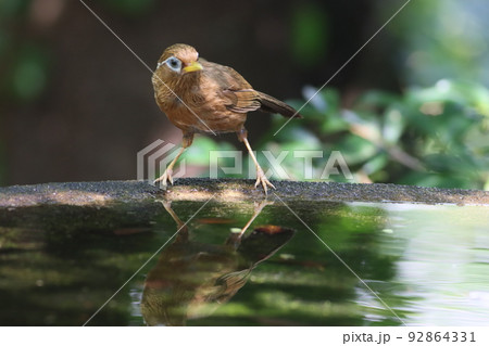 水浴びするガビチョウ 水浴びするガビチョウ 92864331
