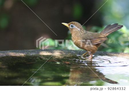 水浴びするガビチョウ 92864332