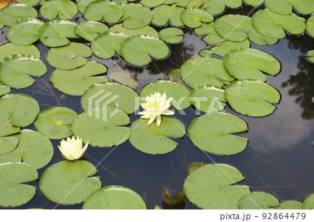 花びら 夏 軟化 92864479