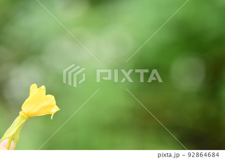 flower botanical nature yellow petal scenery 92864684