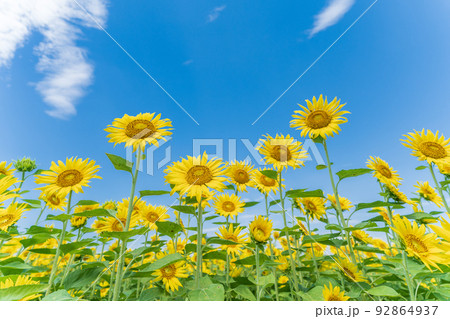 「埼玉県」青空と満開のひまわり　見沼田んぼ 92864937
