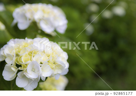 初夏のかざはやの里を彩る紫陽花群 92865177