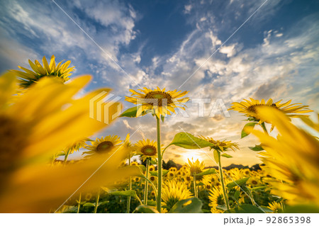 「埼玉県」ひまわりとダイナミックな夕空 見沼田んぼ 「埼玉県」ひまわりとダイナミックな夕空 見沼田んぼ 92865398
