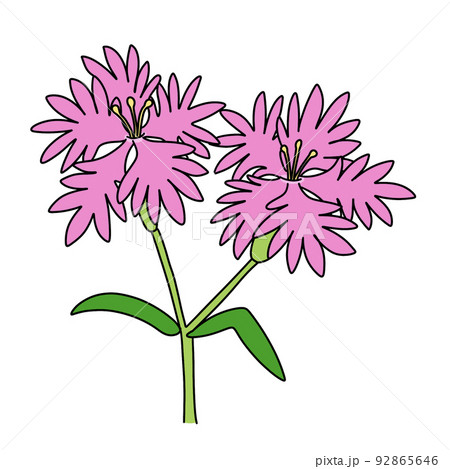 カワラナデシコ カワラナデシコ 92865646