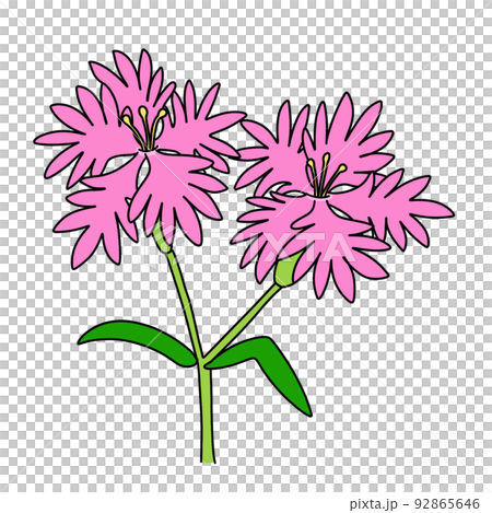 カワラナデシコ カワラナデシコ 92865646