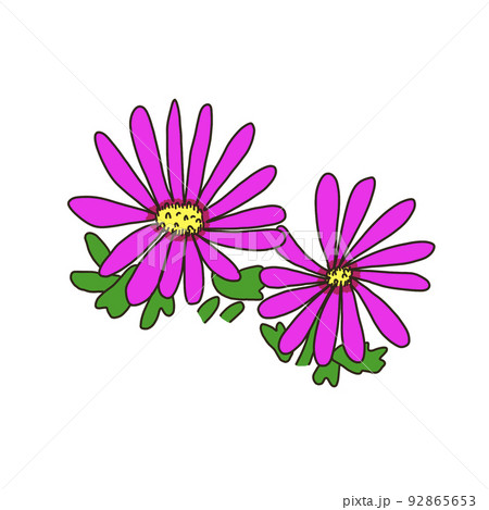 マツバギク 92865653