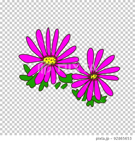 マツバギク 92865653