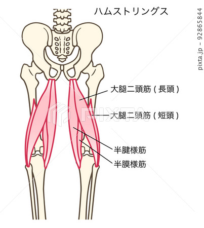 ムストリングス,大腿二頭筋,半腱様筋,半膜様筋,骨盤,名称ありのイラスト素材 [92865844] - PIXTA