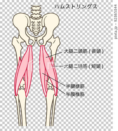 大腿二頭筋腱