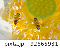 静岡県のレンコン畑でハスの花に受粉するミツバチ 92865931
